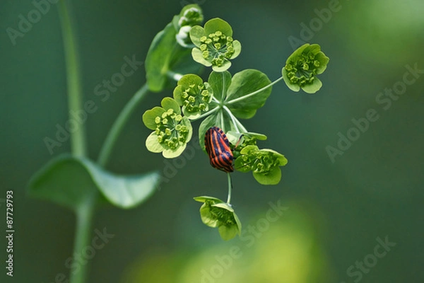 Obraz  Bupleurum falcatum.