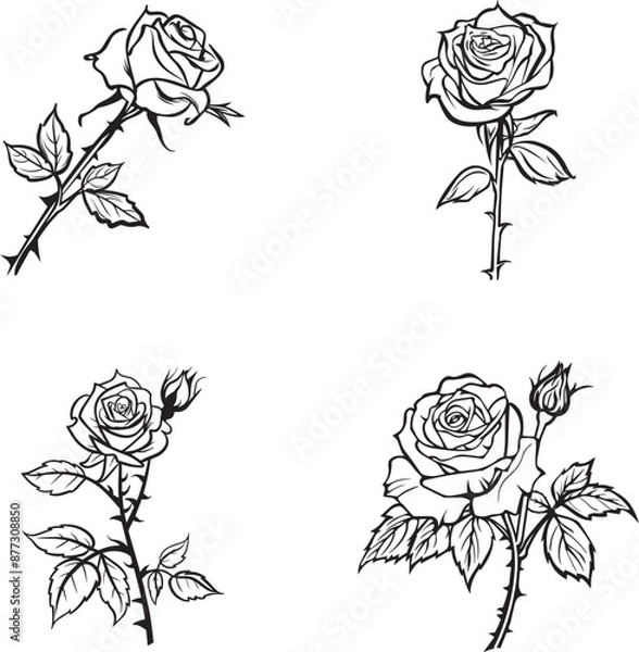 Fototapeta A set of drawings with black and white outlines of rose flower