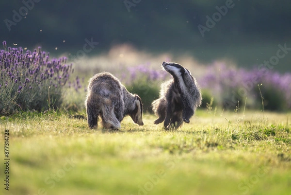 Fototapeta Badgers are playing near the forest in the meadow.