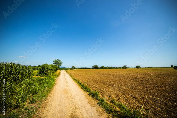 Fototapeta road through the fields