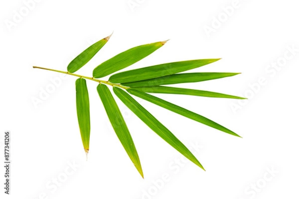 Fototapeta bamboo leaf isolated on white background