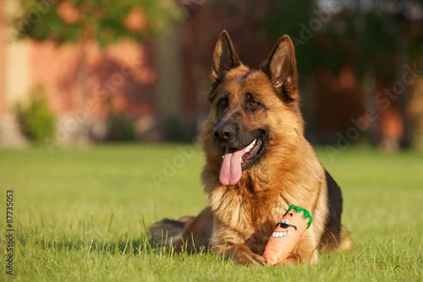 Obraz German shepherd dog