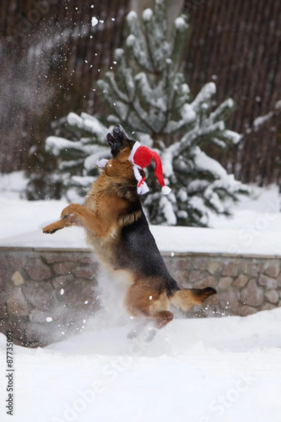 Obraz German shepherd dog