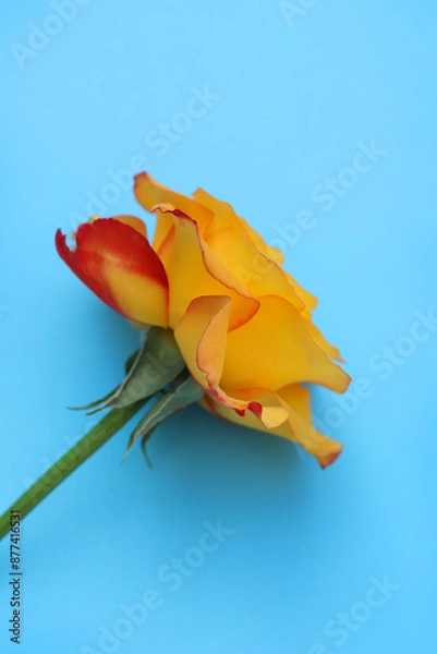 Obraz yellow rose on blue background