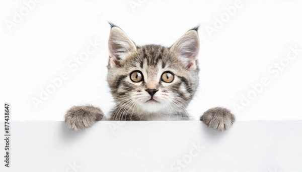 Obraz Funny gray tabby kitten showing placard with space for text. Lovely fluffy funny cat holding signboard on isolated background. Top of head of cat with paws up, peeking over a blank white banner.