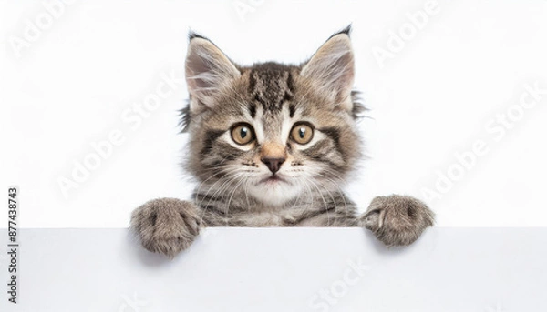 Fototapeta Funny gray tabby kitten showing placard with space for text. Lovely fluffy funny cat holding signboard on isolated background. Top of head of cat with paws up, peeking over a blank white banner.