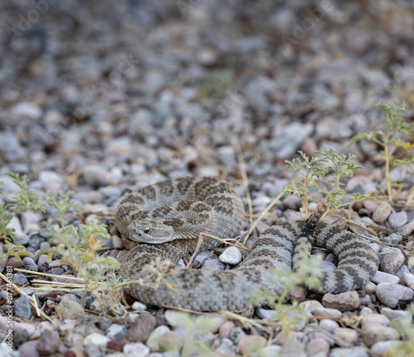Obraz Great Basin Rattlesnake (Crotalus oreganus lutosus)
