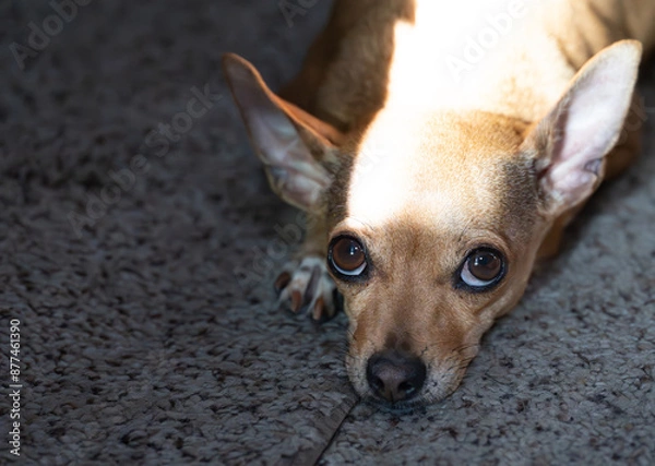 Fototapeta Adorable Chihuahua Dog with Big Brown Eyes