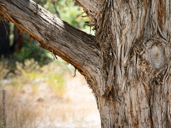 Obraz Honey Mesquite Tree Bark (Prosopis glandulosa)