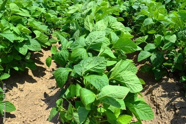 Fototapeta 枝豆の王様「だだちゃ豆」の畑／山形県鶴岡市のだだちゃ豆畑で「枝豆の王様」と言われる「だだちゃ豆」の栽培風景を撮影した写真です。鶴岡市の畑で栽培された「だだちゃ豆」は、甘味と独特の濃厚な風味を持っており、一度「だだちゃ豆」を食べれば虜となり、他の枝豆には戻れなくなると言われています。