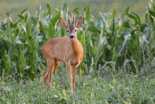 Fototapeta curious young roe deer stag