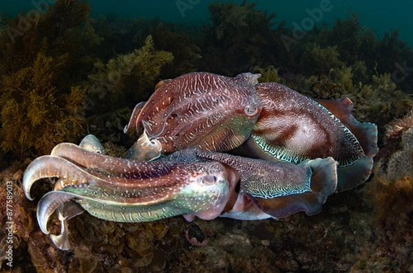Fototapeta Australian Giant Cuttlefish