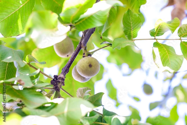 Fototapeta Green walnuts and leaves on walnut tree branch