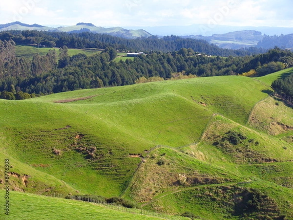 Fototapeta Sheep And Grassland