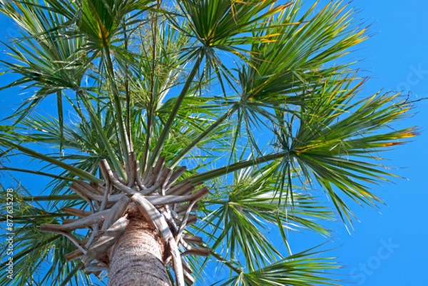 Fototapeta Palmetto Tree (Sabal Palmetto), view from ground level looking up at underside of palm branches; the state tree of South Carolina.