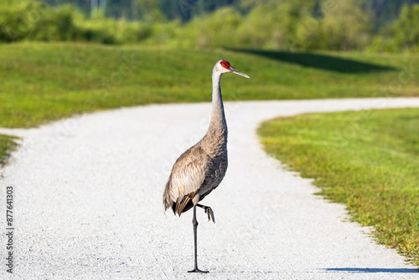 Obraz Sandhill crane walking down the road at Sweetwater wetland in Gainesville Florida.