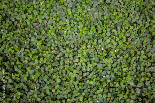 Fototapeta Grass green.