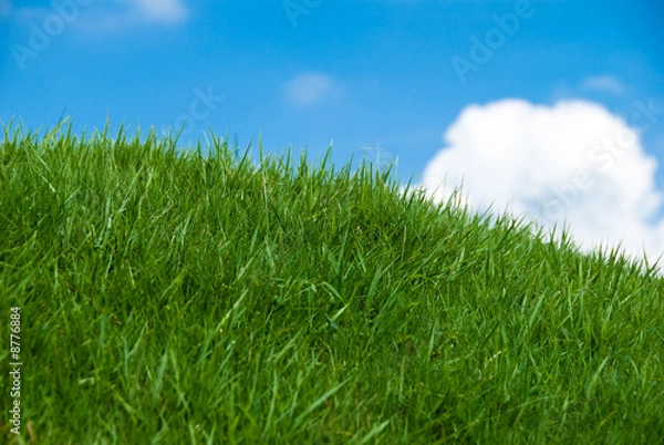 Obraz 澄んだ空と草原