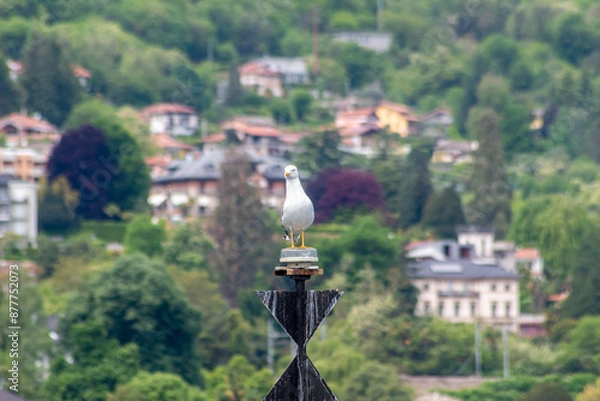 Fototapeta Gull standing on a pole with houses visible in background blur in Italy. Background blured with luxury houses