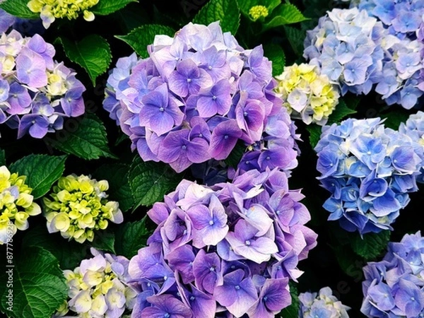 Fototapeta アジサイ１