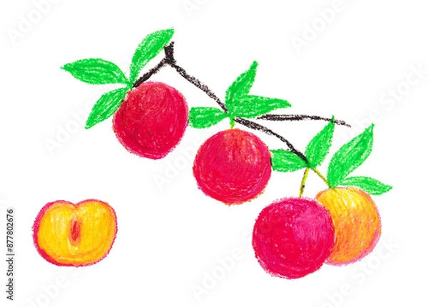 Obraz スモモのイラスト