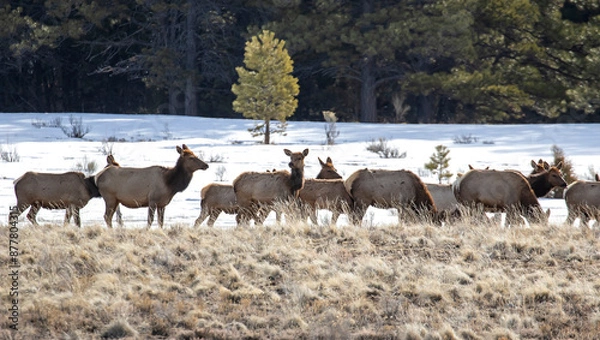Obraz Elk Herd