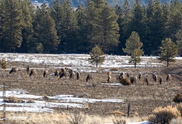 Obraz Elk Herd
