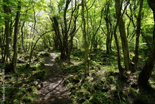 Fototapeta spring forest footpath in the gleaming sunlight
