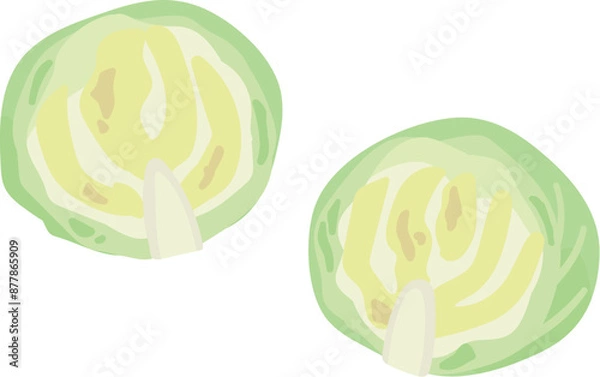 Obraz キャベツの断面