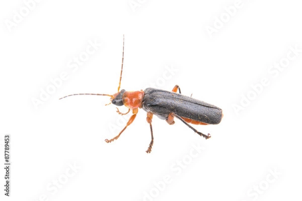 Obraz Soldier beetle on a white background