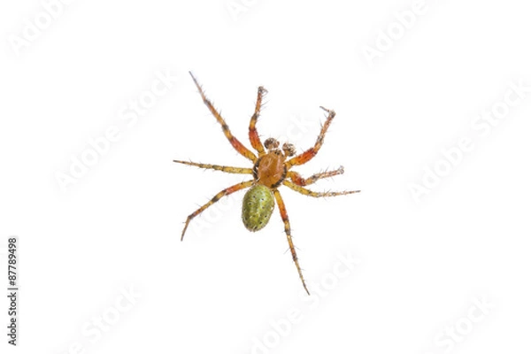 Obraz Rusty green spider on a white background