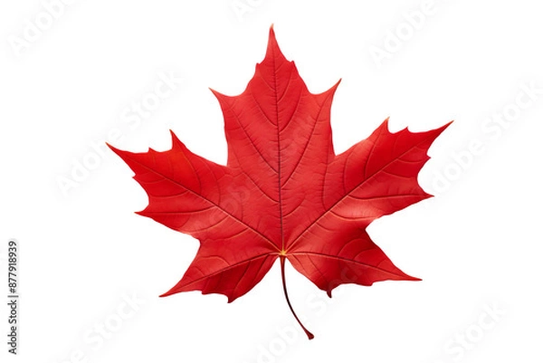Fototapeta Maple leaf PNG image with transparent background for seasonal designs, nature illustrations, and autumn-themed projects