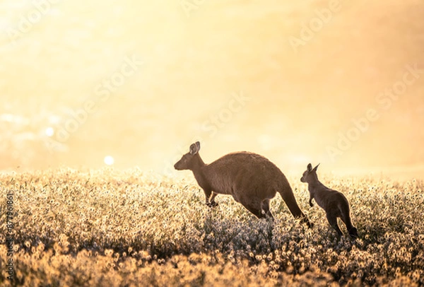 Obraz Kangaroo and Joey in Kangaroo Island