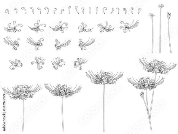 Obraz 彼岸花のセット_黒線画