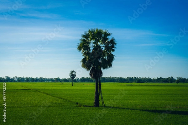 Fototapeta Landscape view sugar palm tree growing on rice field with blue sky background at countryside thailand, Palm tree on rice field and sky background, Young rice field background.