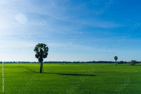 Fototapeta Landscape view sugar palm tree growing on rice field with blue sky background at countryside thailand, Palm tree on rice field and sky background, Young rice field background.