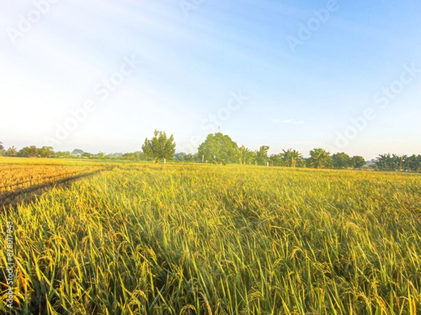 Fototapeta The morning atmosphere is bright with warm sunlight in the rice fields.focus selective