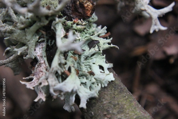 Obraz lichen on tree