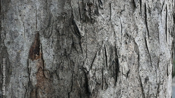 Fototapeta tree trunk texture