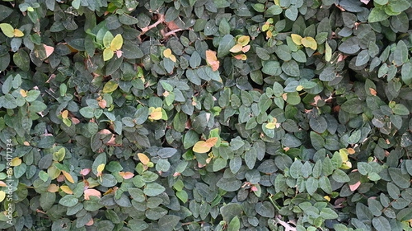 Obraz texture of plant bushes