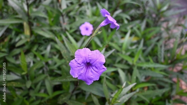 Obraz close up purple flowers