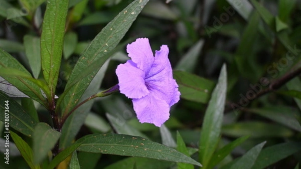 Obraz close up purple flowers