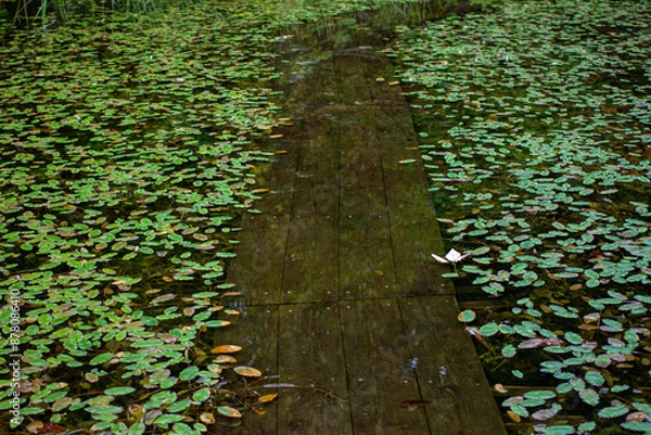 Obraz 水草と木道