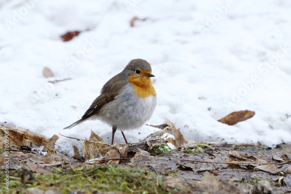 Fototapeta European robin (erithacus rubecula) on the snowy ground looking for food in early spring.