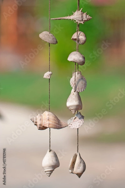 Fototapeta Shell for decoration.