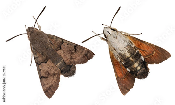 Fototapeta Hummingbird Hawk Moth (Macroglossum stellatarum) isolated on transparent background
