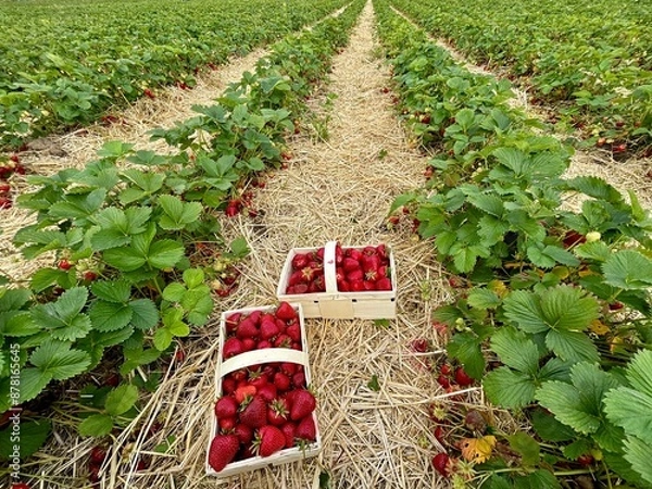 Obraz Erdbeerplücken V