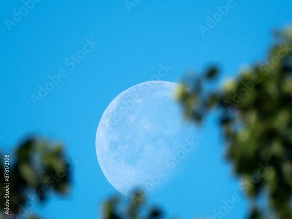 Fototapeta Salted, fermented cucumbers with plum tomatoes and cherries. A bright moon during the day in a blue sky behind tree branches and leaves.