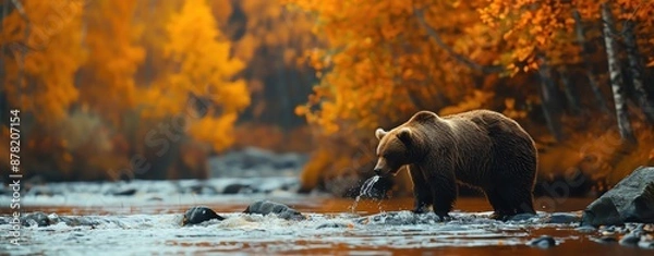 Fototapeta A bear catching fish in a river surrounded by autumn colors, ample copy space