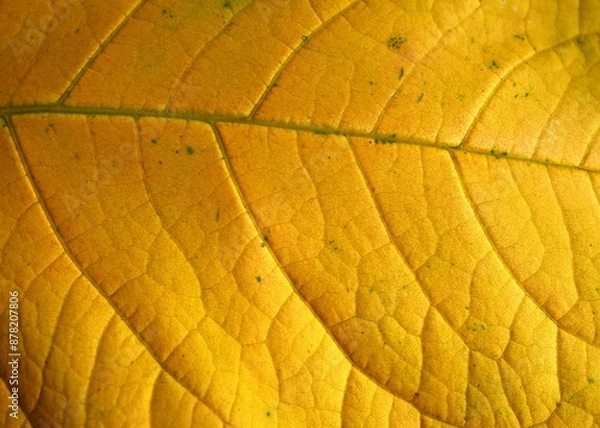 Fototapeta Close up of Fiber structure of dry leaves texture background. Cell patterns of Skeletons leaves, foliage branches, Leaf veins abstract of Autumn background for creative banner design or greeting card